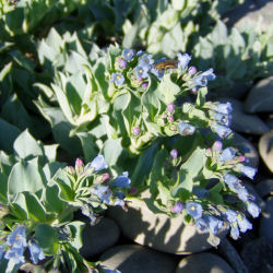 Oyster plant, Oyster leaf